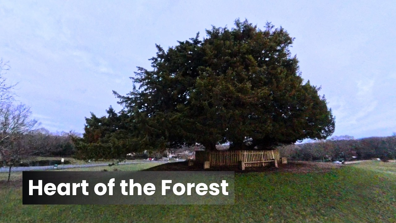 New Forest Walk - Bolton's Bench Loop - Winter Sunrise