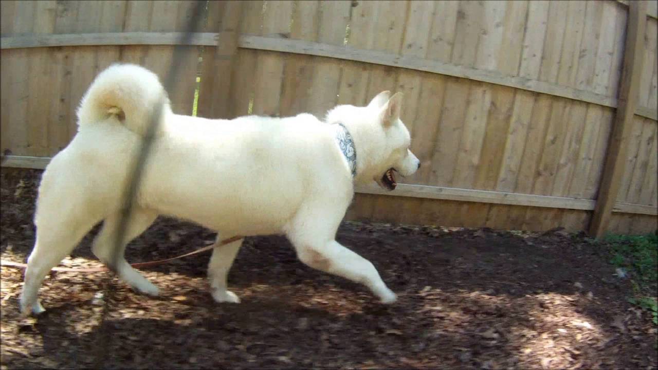 Malley the Akita