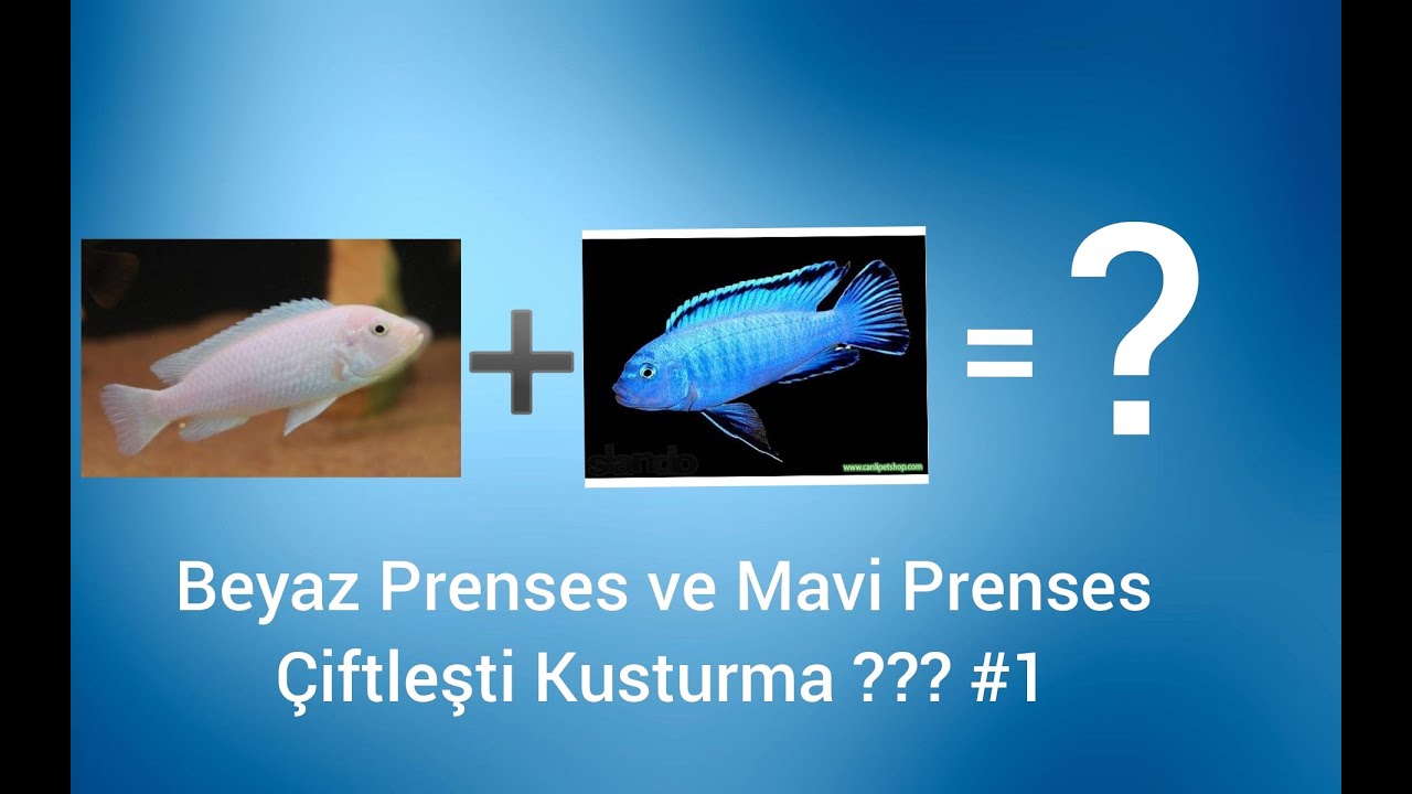Garip Olay !!! Beyaz Prenses ve Mavi Prenses Çiftleşti