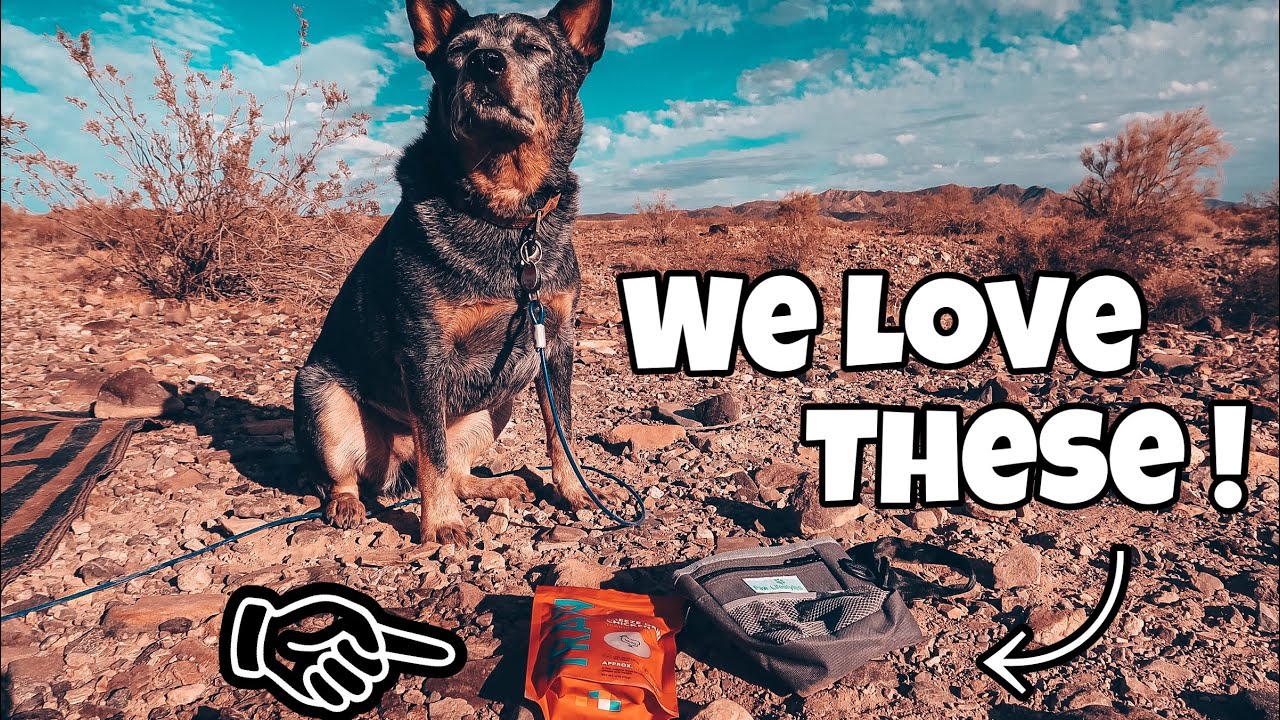The Best Tools for Training your Dog