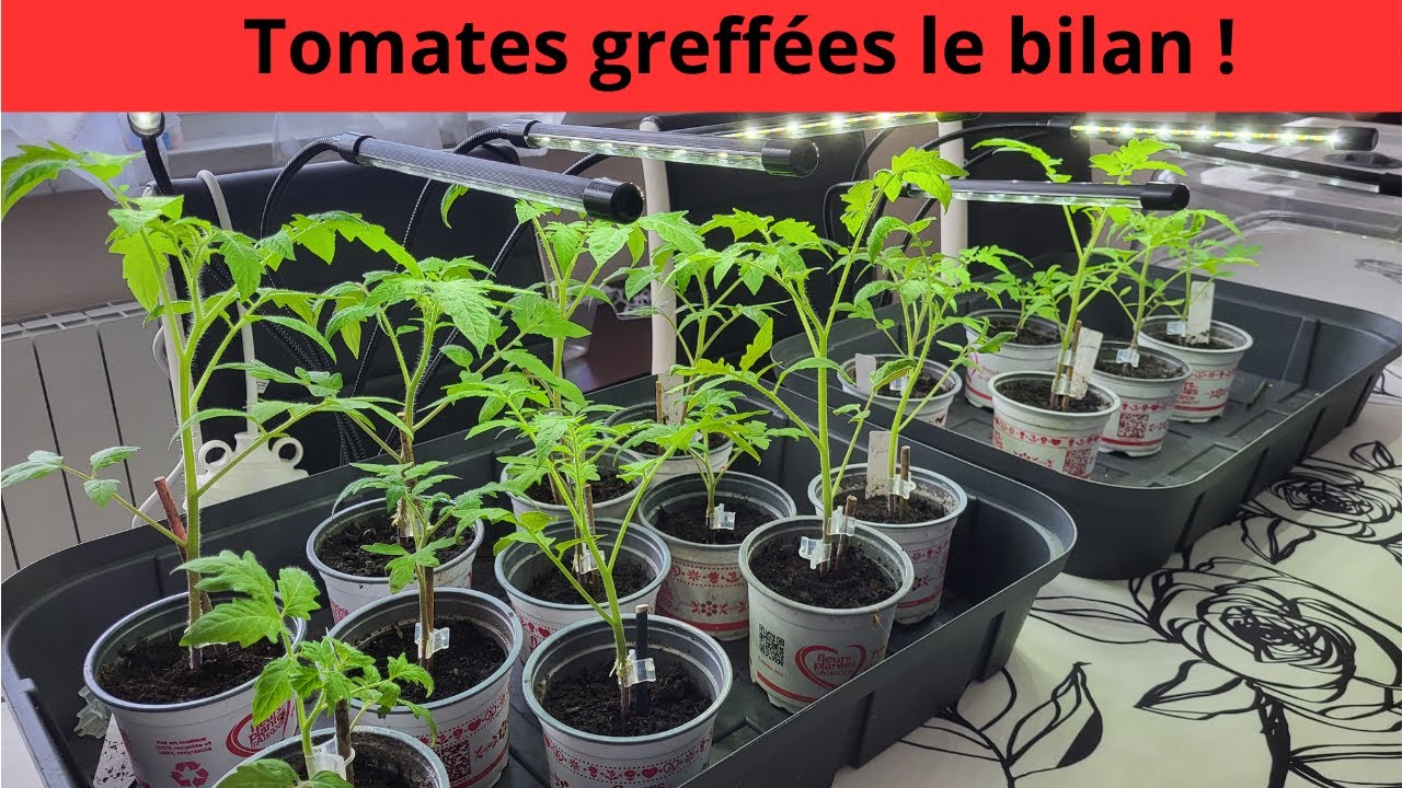 Tomates greffées le bilan