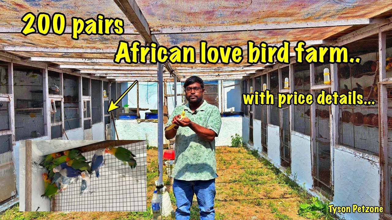 200 pairs African Love bird Colony Setup | African Love birds breeding cage set up | 2025
