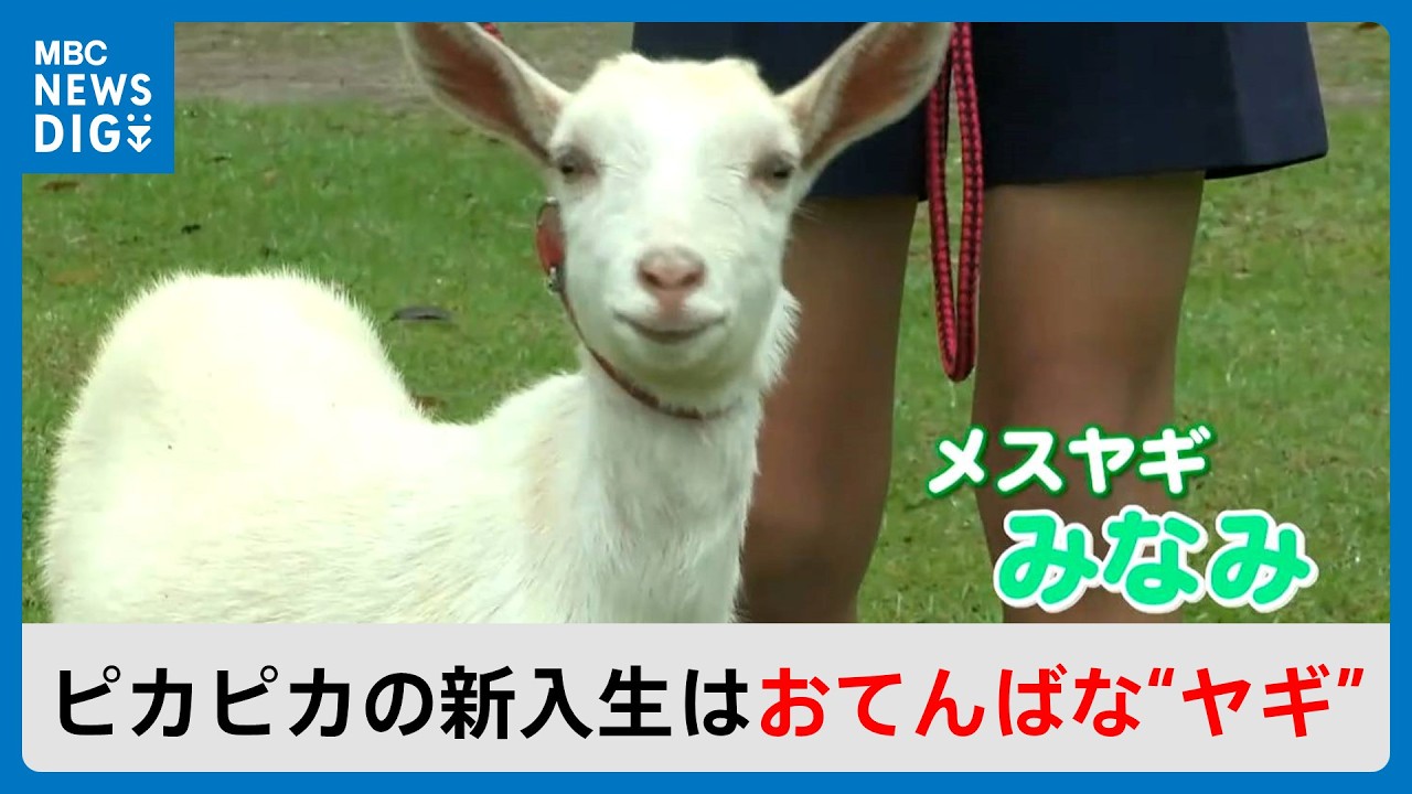 今年は入学する児童がいなかったから・・・ピカピカの1年生は「おてんばなヤギ」全校児童8人の小学校で入学式｜南日本放送