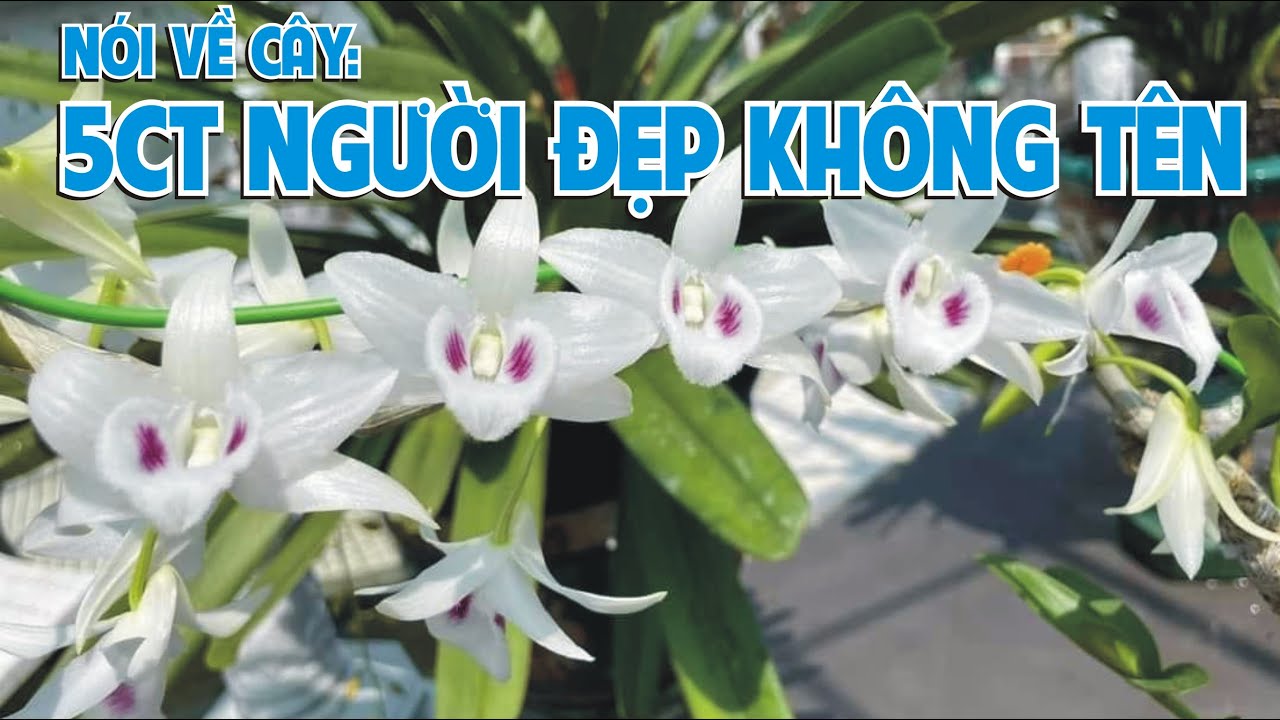 5ct Người Đẹp Không Tên.