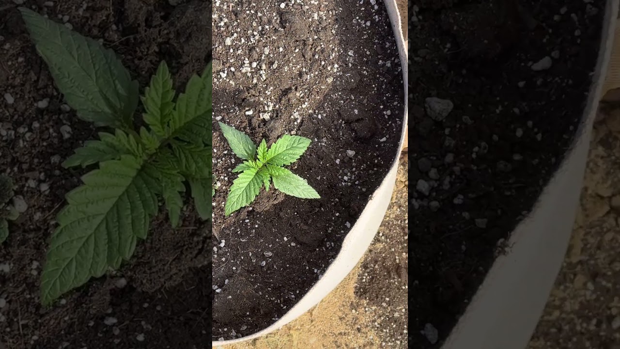 WEEKLY GARDEN UPDATE!! RED MARUF LAND RACE STRAIN, TERP MONSTER!!!!