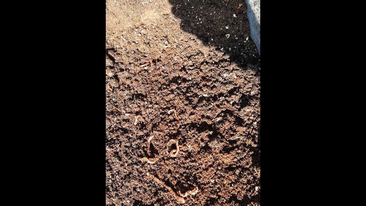 Organic no till vs. Synthetic bottled nutes