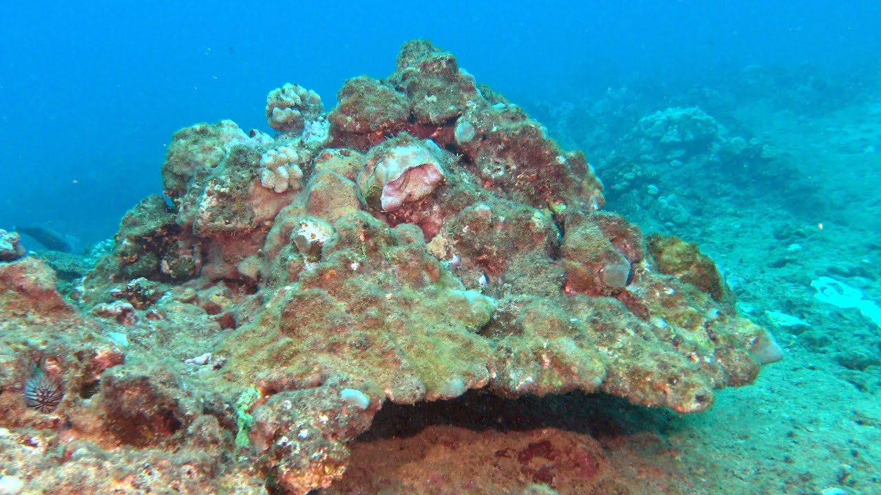 Pipeline Reef Dying 2024