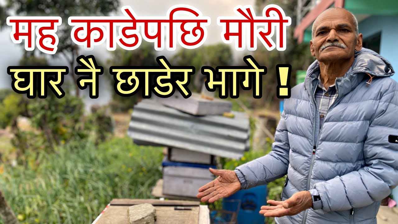यो एक गल्तिले गर्दा मह काडिसकेपछि मौरी घारबाट भागछन् ! Nepal Bee Keeping