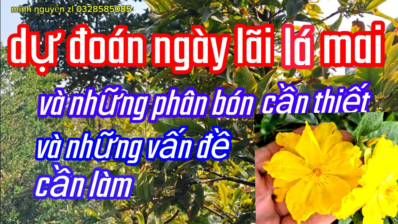 6/12/AL. Dự đoán ngày lãi lá mai vàng và những vấn đề cần thiết 