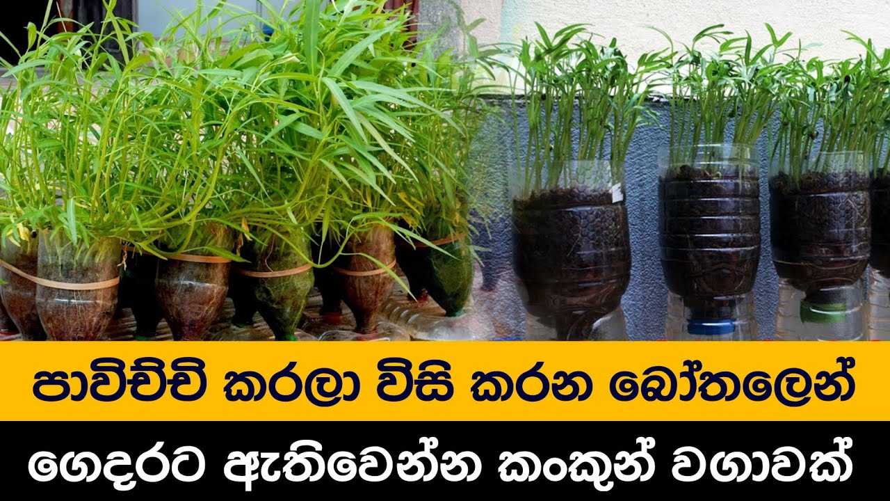 ඉවතලන ප්ලාස්ටික් බෝතල් තුළ පිරිලා හැදෙන්න කංකුන් වගා කරමු - kankun wagawa | water spinach farming.
