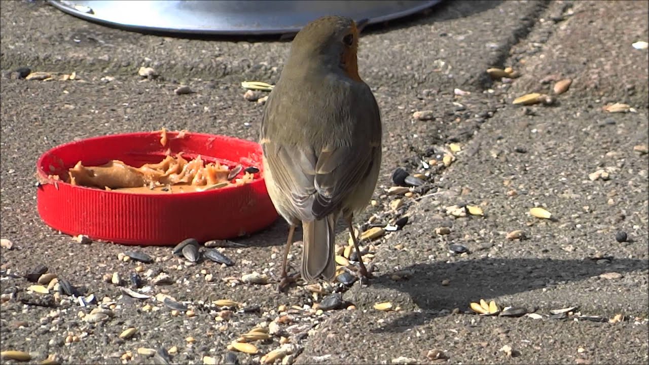 Roodborst (Robin, Erithacus rubecula) in de tuin.
