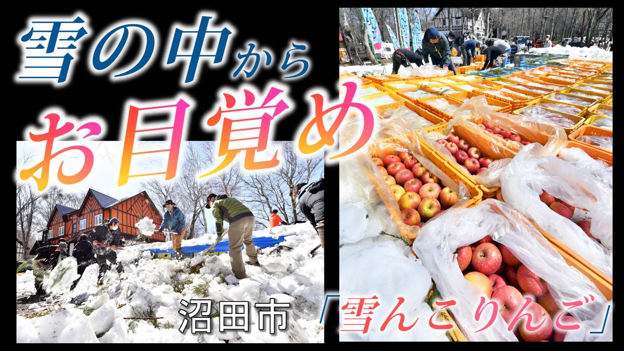 【雪の中からお目覚め】鮮度保ち甘く★「雪んこりんご」★沼田市・群馬