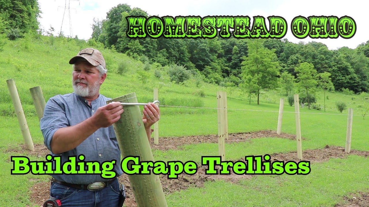 Building Grape Trellises - Sturdy supports for grape vines