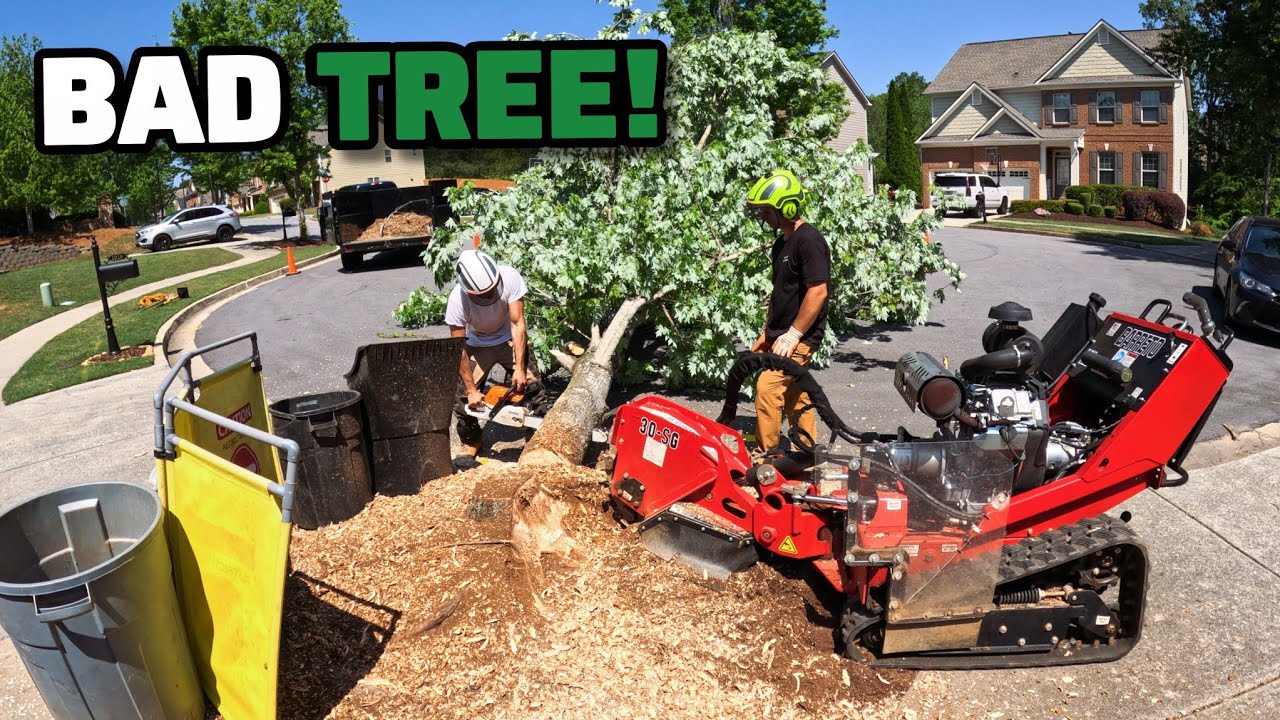 We Got Hired To Remove 3 Trees Because They Are Destroying The Concrete! - Day In The Tree Business