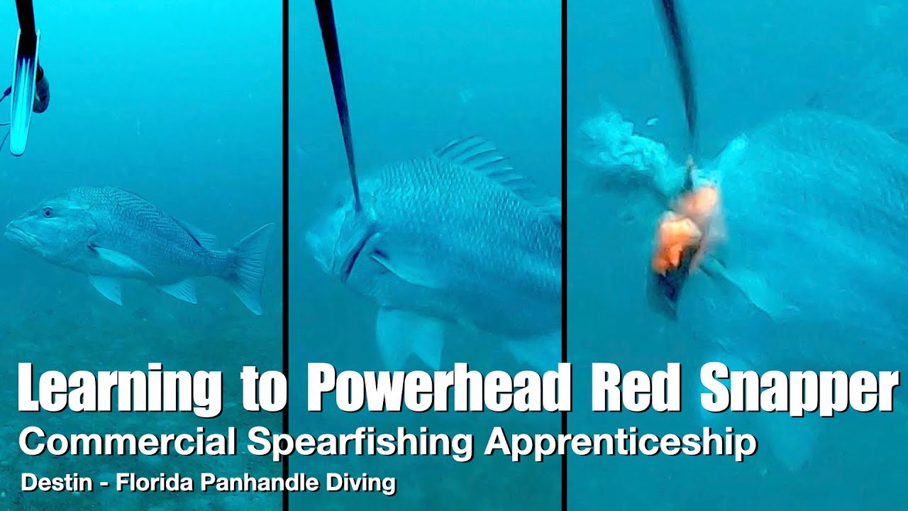 Commercial Spearfishing Apprenticeship - Powerheading Red Snapper & a Harassing Shark