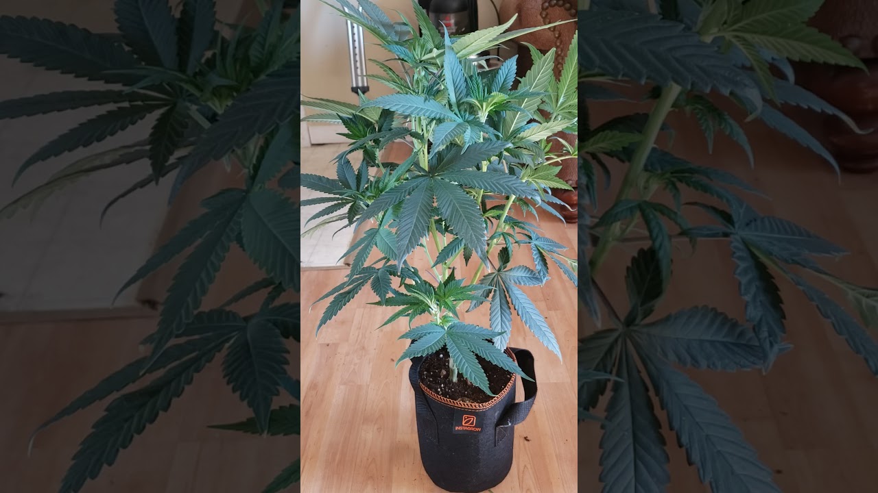 OG KUSH CLONE (how to grow weed at home) How to grow weed start to finish #shorts