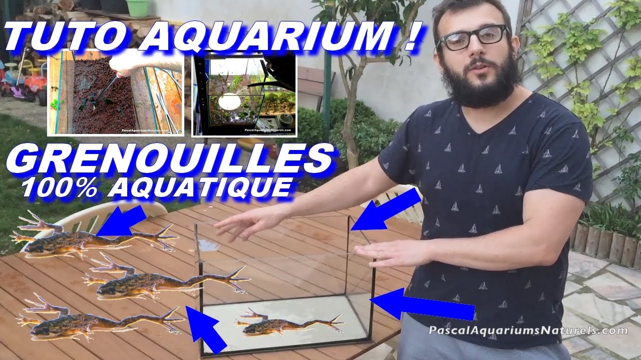 TUTO aquarium sans filtre à Grenouille ! Nano marais hymenochirus curtipes Pascal Aquariums Naturels