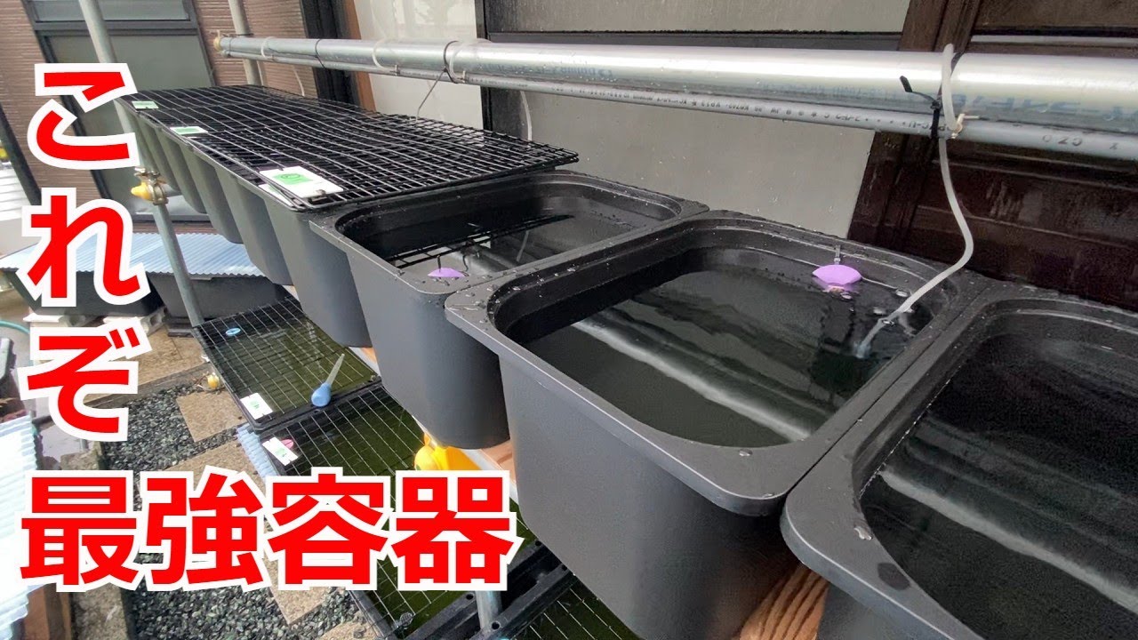 【最強の容器】種親用に往復６時間かけてIKEAのトロファスト買ってきました！