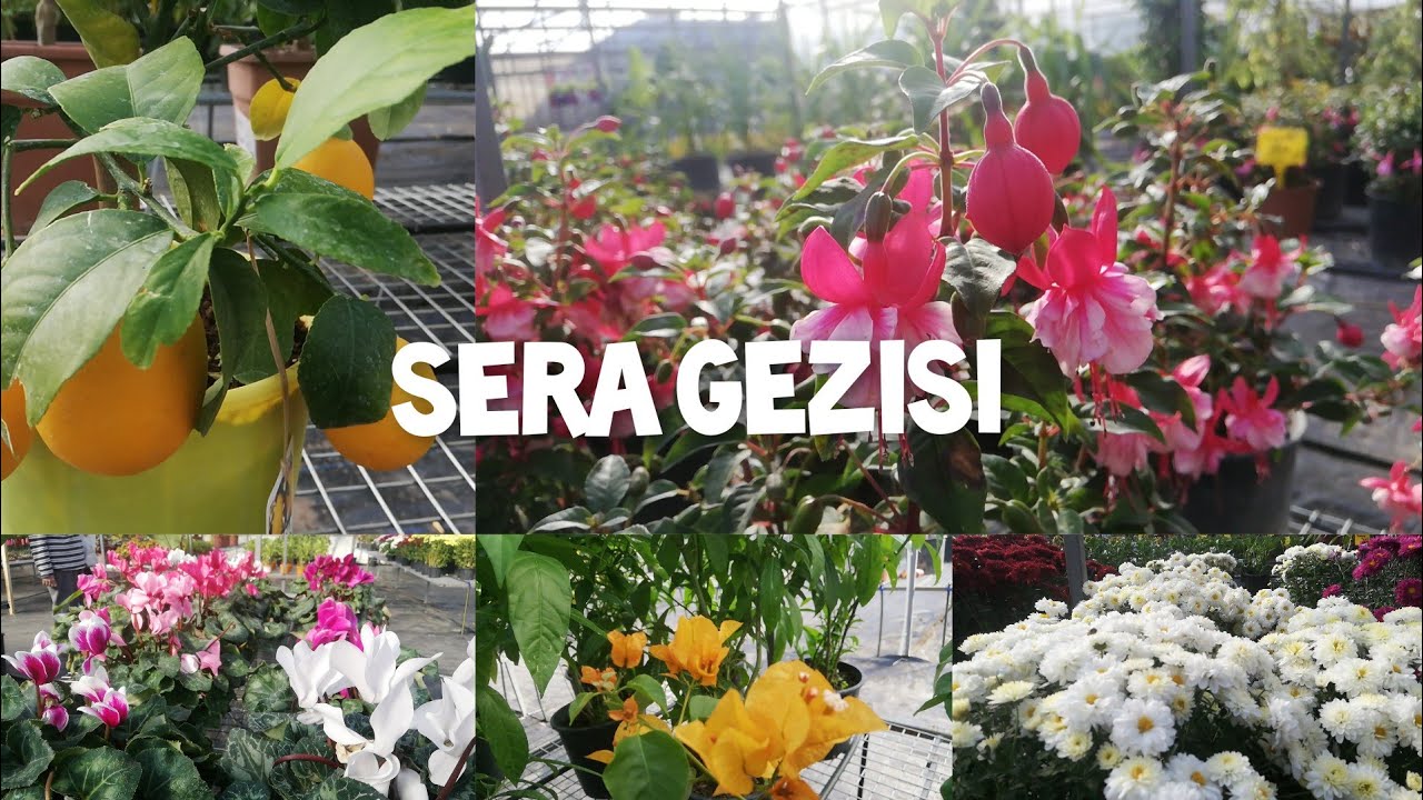 Sera Gezisi Denizli Damla peyzaj çiçek GREENHOUSE TOUR  flower Greenhouse sukulent ve kaktüsler