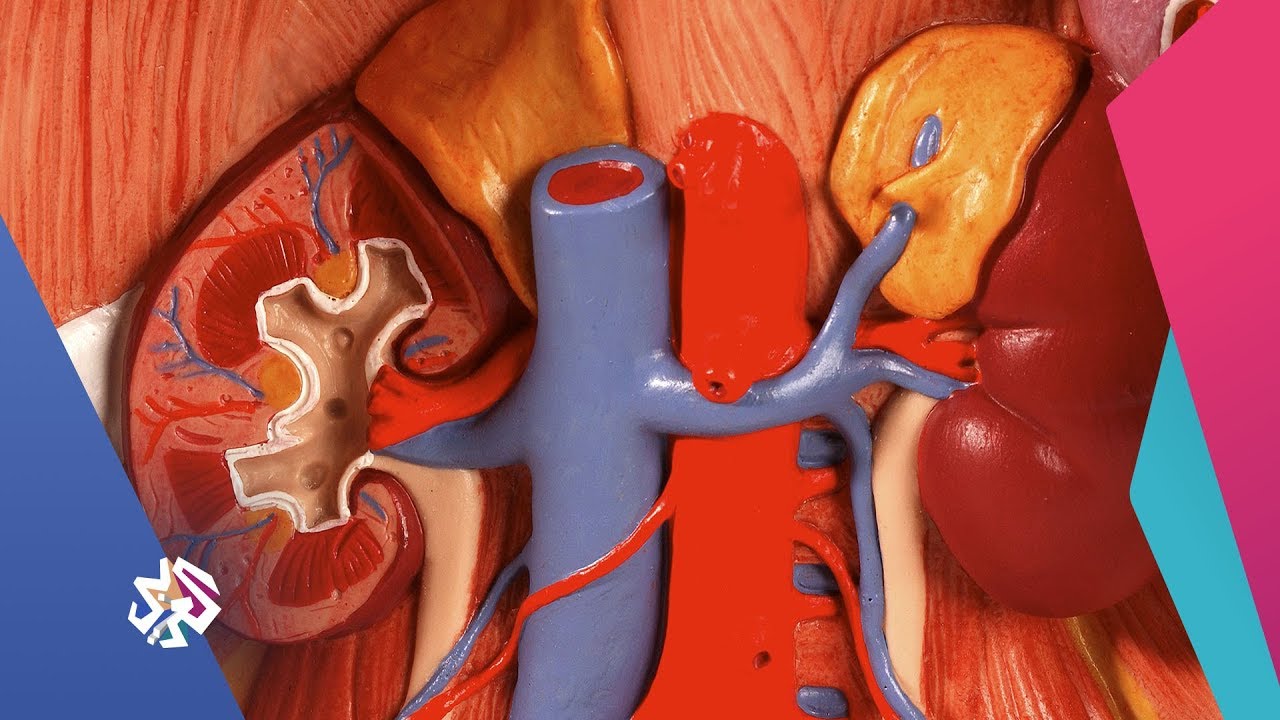 صباح النور│كيف يساعد دواء السكري في علاج أمراض الكلى؟