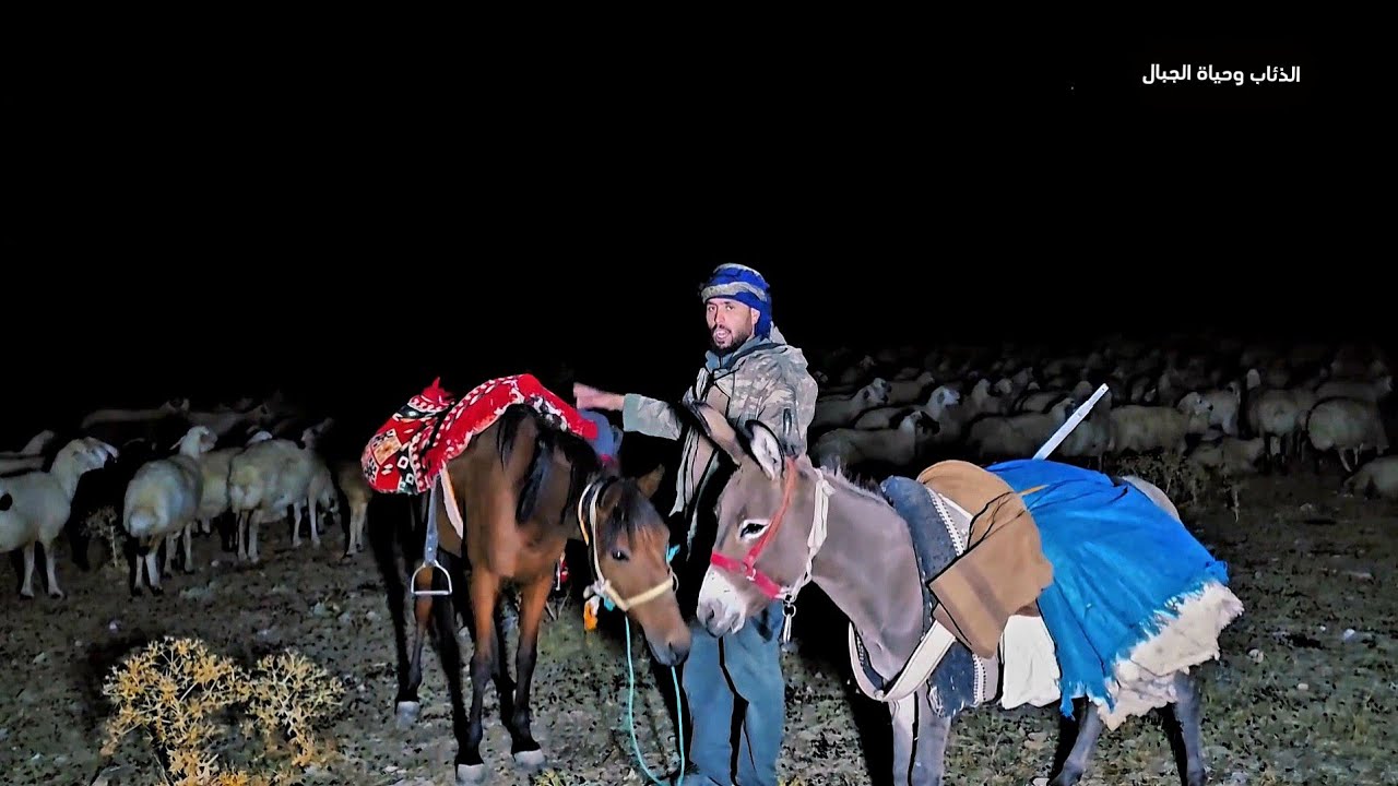 الذيب يبدل لونه - هل الذيب يتغير لونه