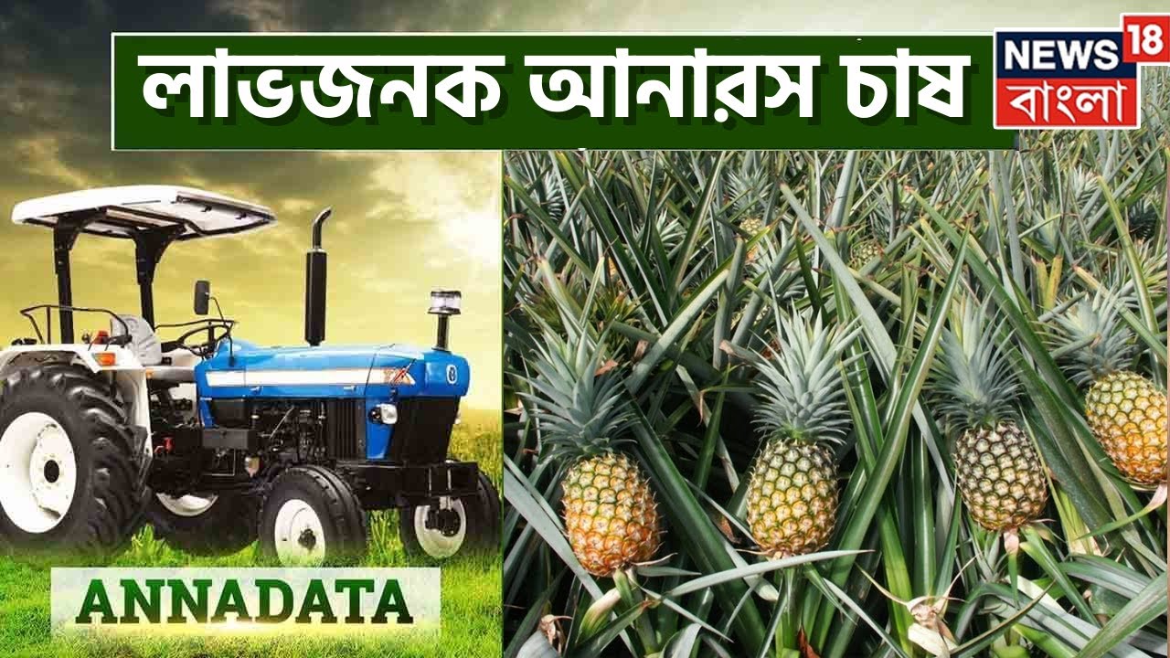 Annadata : কীভাবে করবেন লাভজনক আনারস চাষ? দেখুন অন্নদাতা । Bangla News