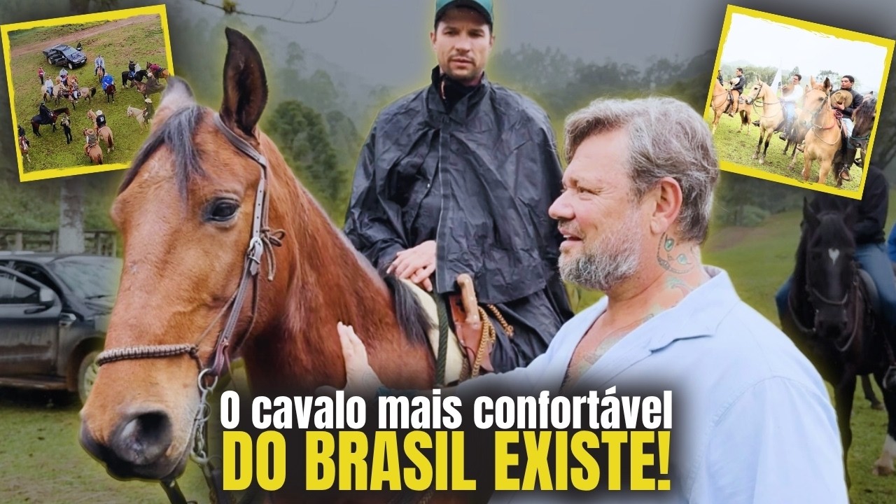 CONHEÇA A RAÇA DE CAVALO QUE CONQUISTA ATÉ QUEM NUNCA MONTOU!