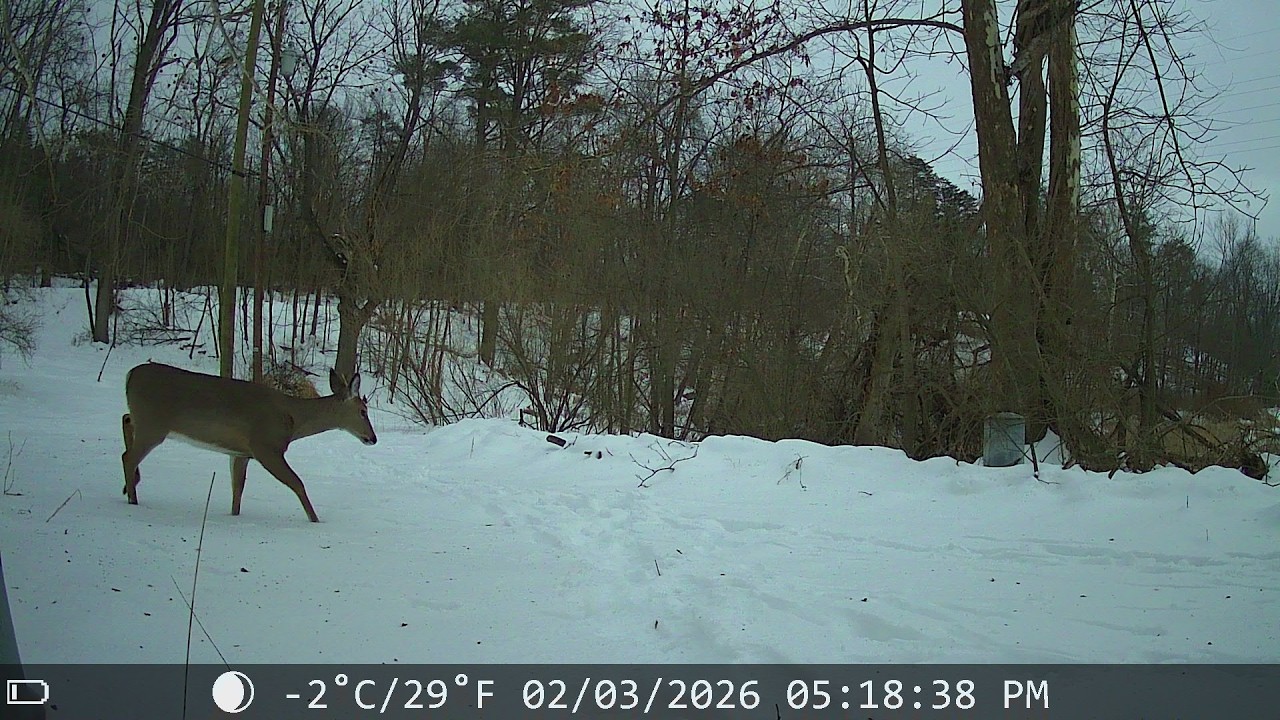 Deer passing by the camera