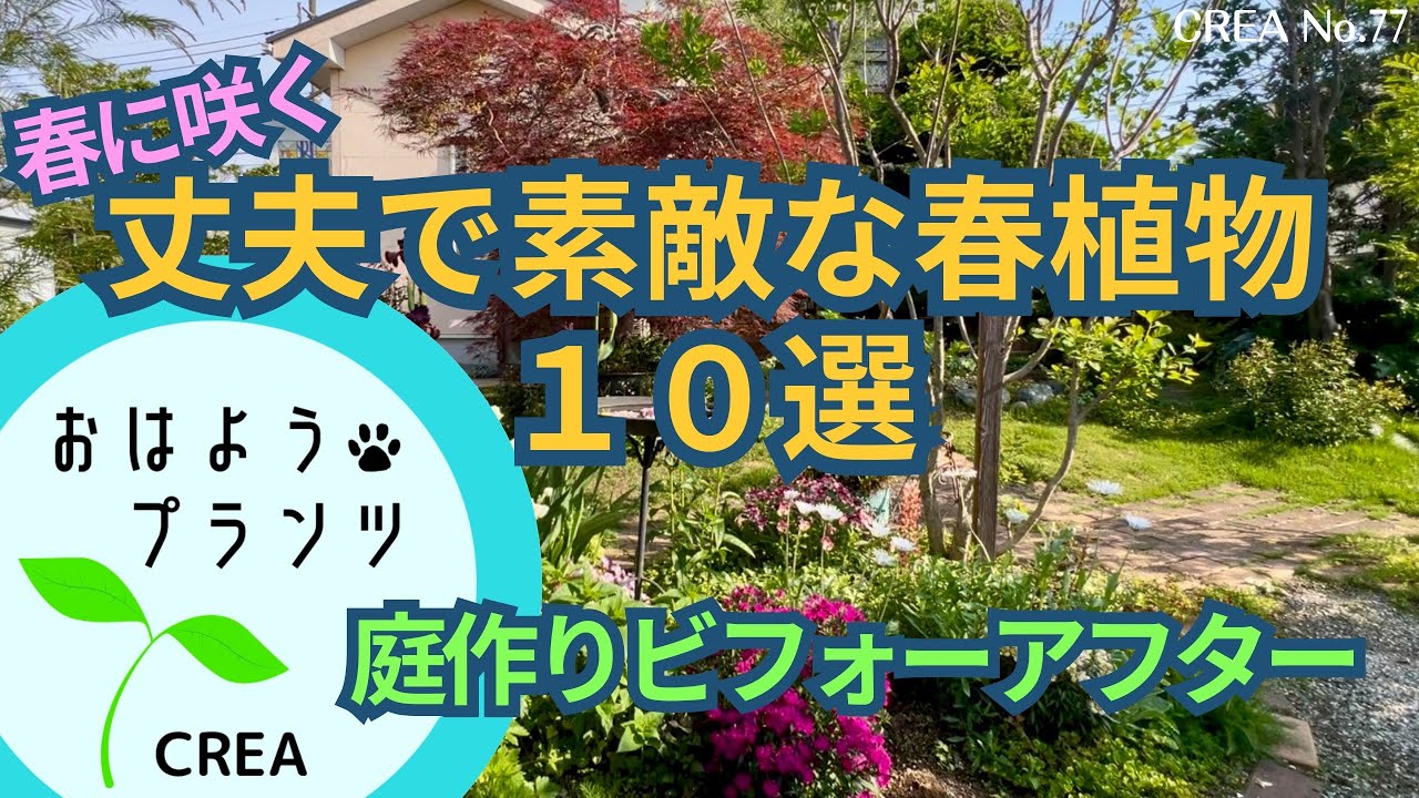 春に咲くオシャレで丈夫な植物10種類‼️手作り庭4年後ビフォーアフター✨No.76/2025.5.4撮影