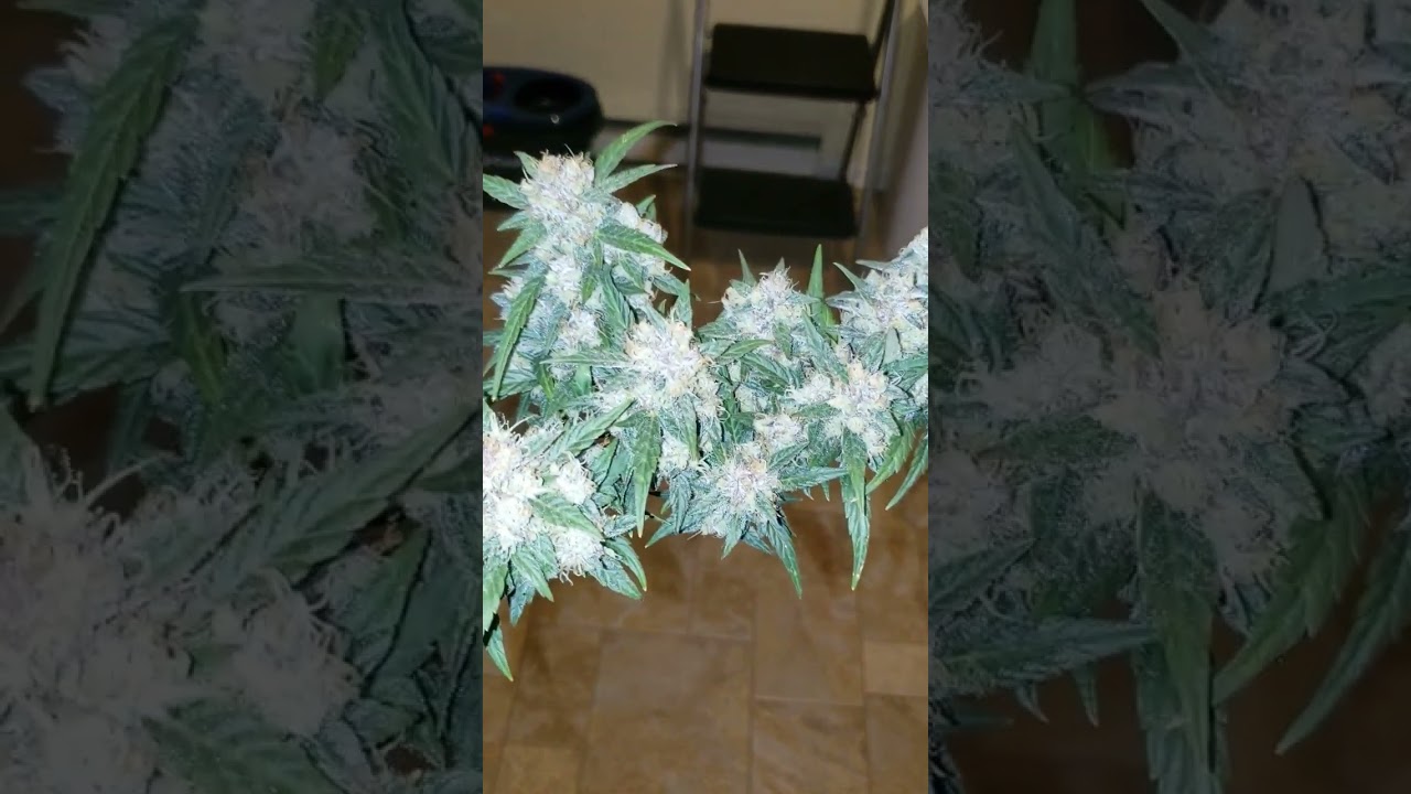 Fat Banana Auto Flower Royal Queen Seeds #420