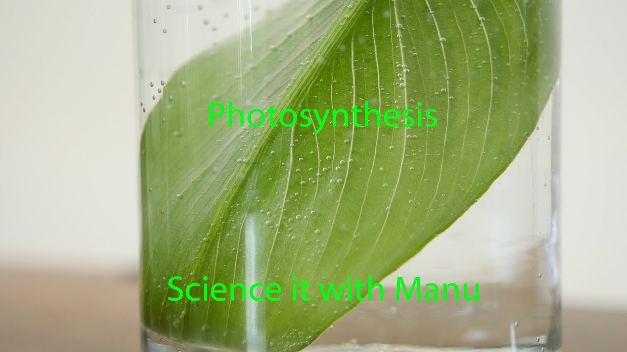 Photosynthesis