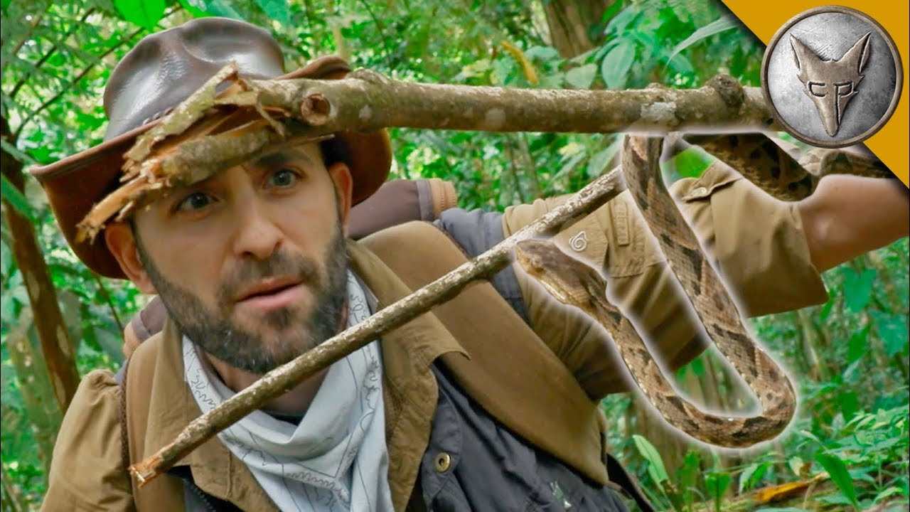 Most DANGEROUS Snake in Latin America!