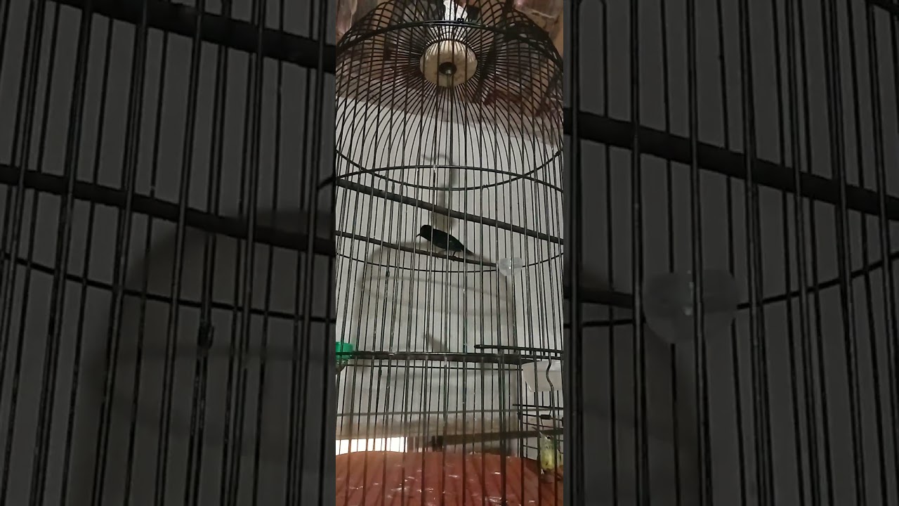 konin isiqn full brem ciblek