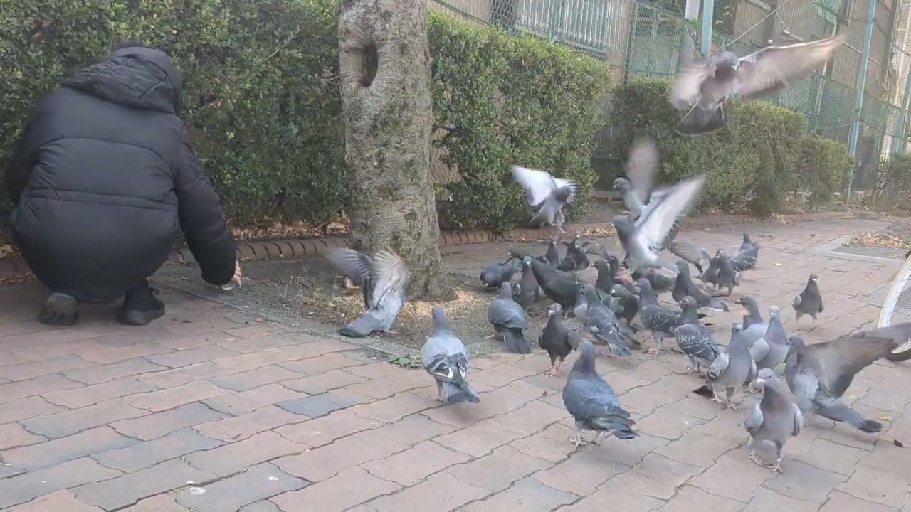 pigeon friends