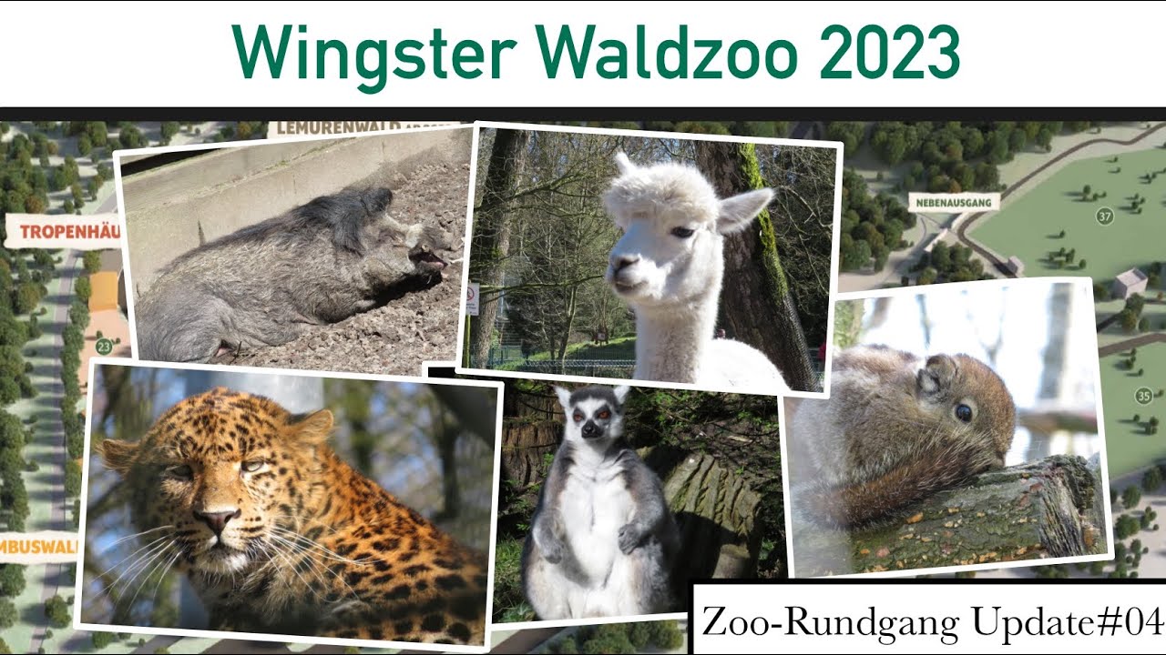 Leoparden, Stinktiere & mehr-Wingster Waldzoo 2023: Das hat sich verändert | Zoo-Rundgang Update #04
