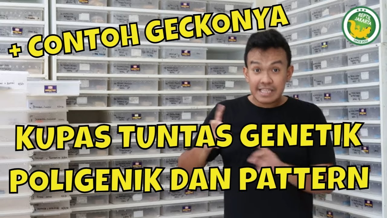 BELAJAR GENETIK DAN MORPH LEOPARD GECKO ALA REPJAK PART 3