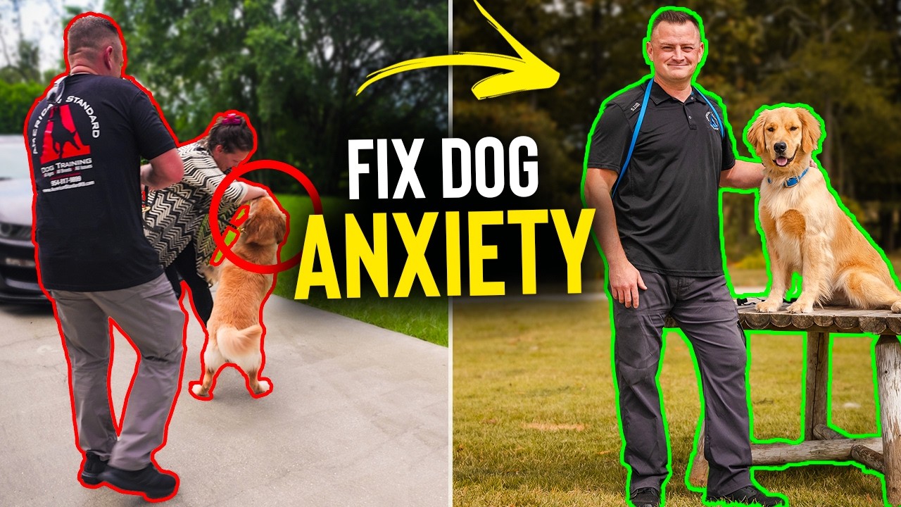 How Training Got This Golden Retriever OFF Anxiety Meds!