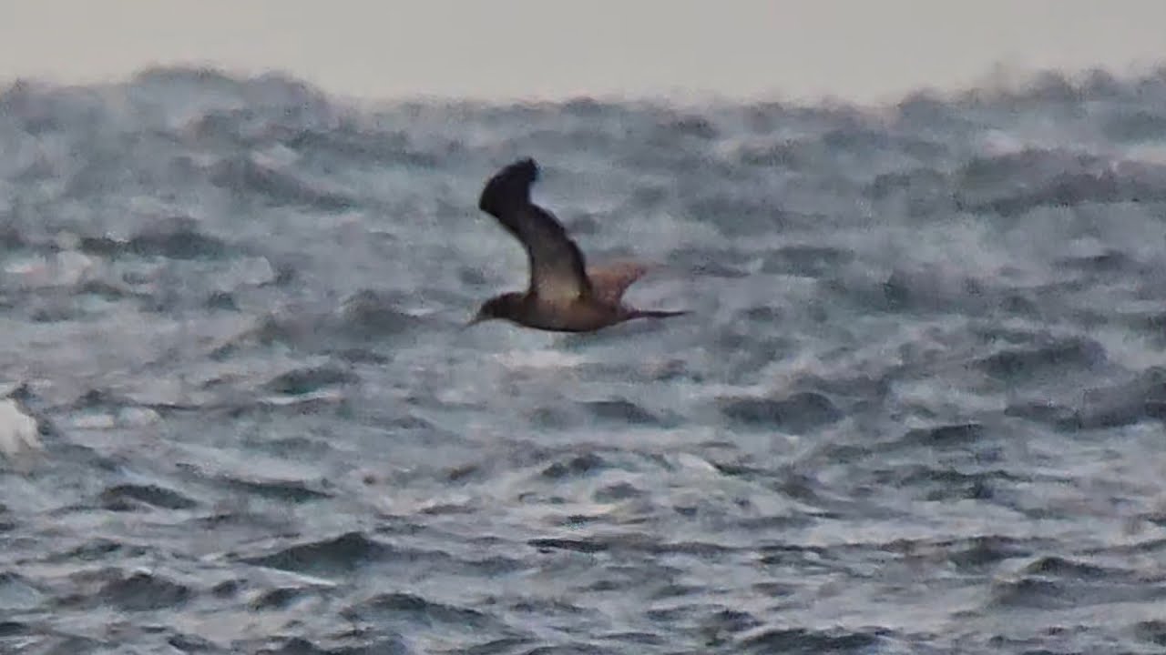 Brown booby 1 cycle, Nabben, Falsterbo 2024-09-25