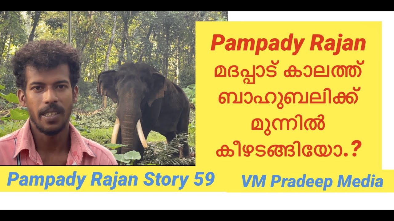 Pampady Rajan മദപ്പാട്കാലത്ത് ബാഹുബലിക്ക് കീഴടങ്ങിയോ..? VM Pradeep Media