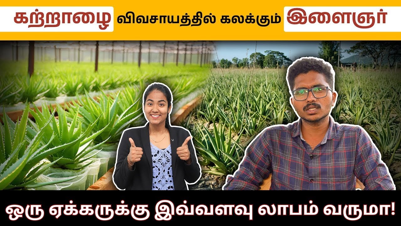 கற்றாழை விவசாயத்தில் கலக்கும் இளைஞர் | Aloe Vera Farming Details in Tamil