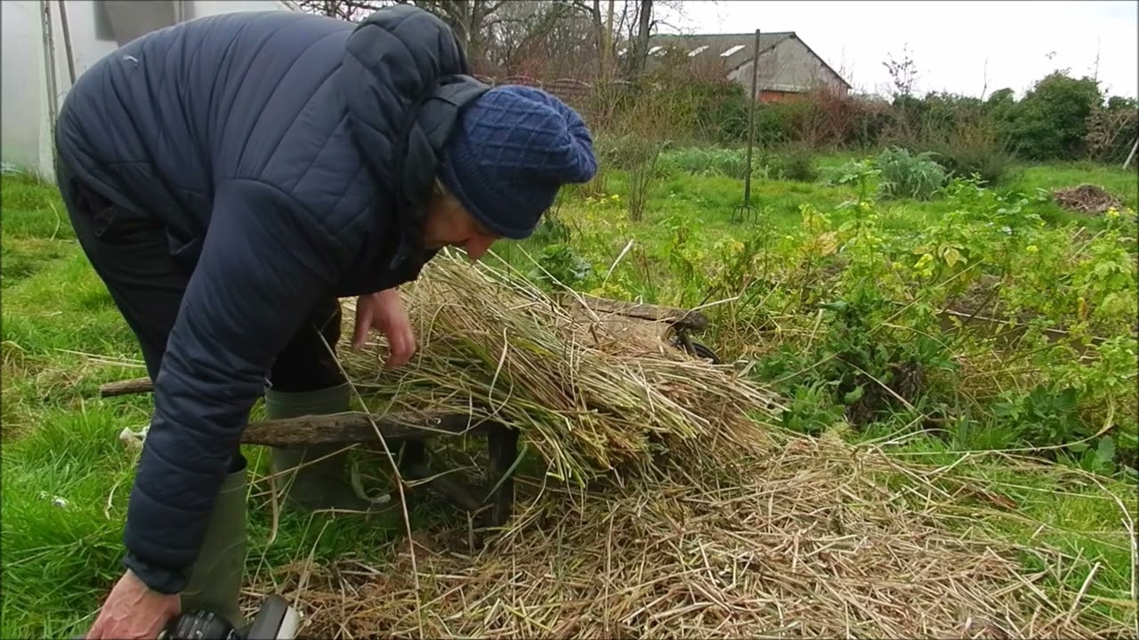 Faire de la paille de Miscanthus roseau de Chine pour votre jardin taille et coupe de printemps