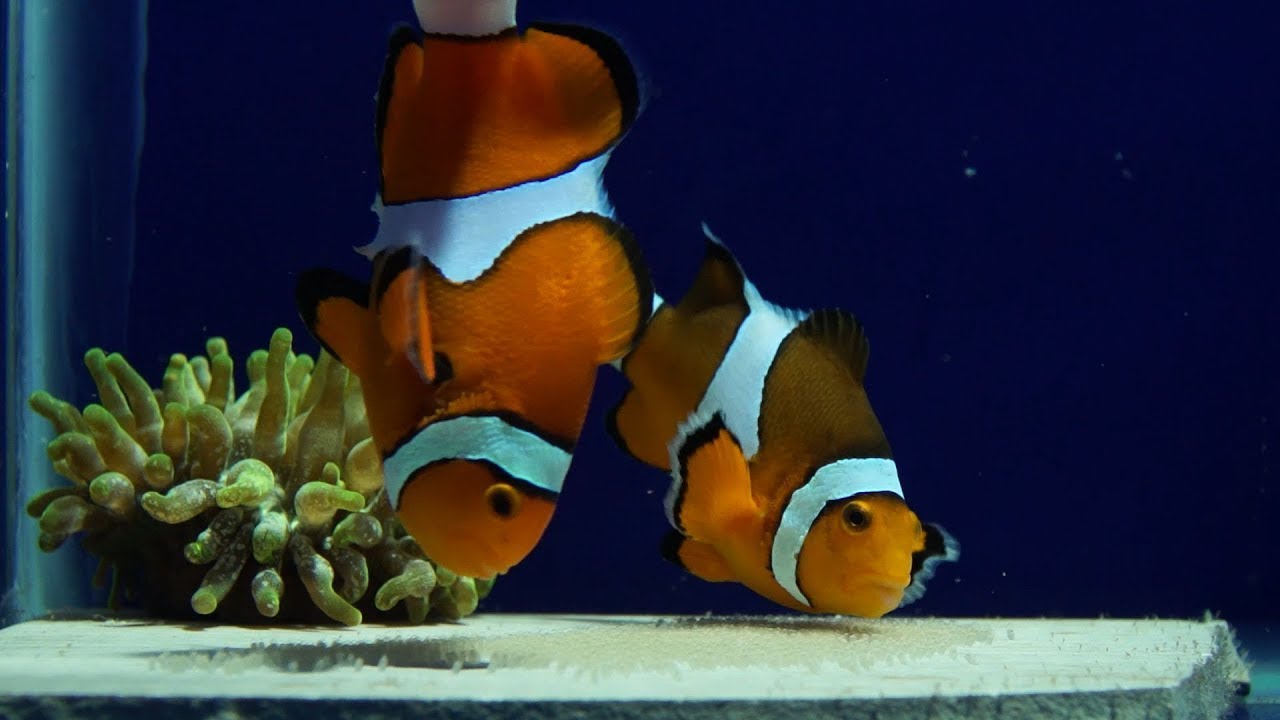 Types of aquatic reproduction