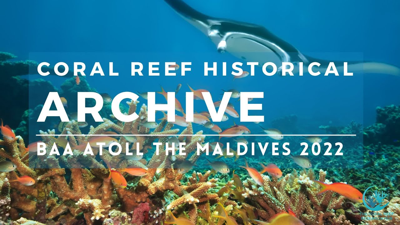 Coral Reefs In The Maldives: Baa Atoll 2022 Historical Archive Marine Ecology Oriana Migliaccio