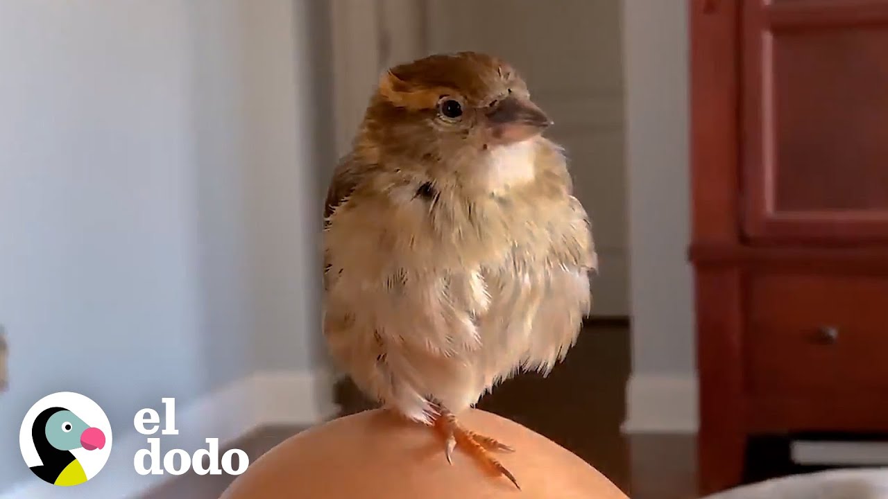 Pareja encuentra a un pequeño gorrión después de una tormenta | Pequeño y Valiente | El Dodo
