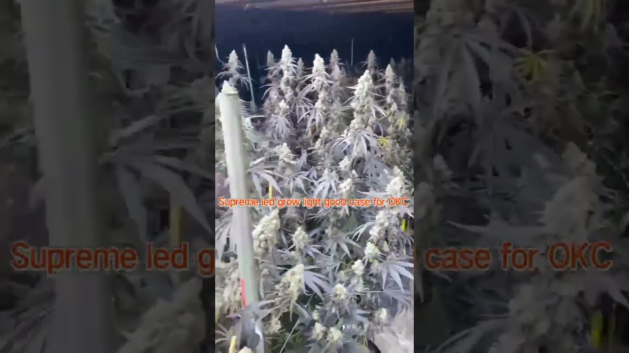 Supreme led grow light good case for okc#cannabis#horticulture#cannabiscultivation #greenhouse