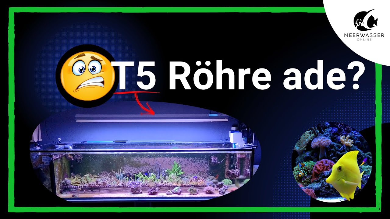 Welche Meerwasser-Beleuchtung ist die Beste?