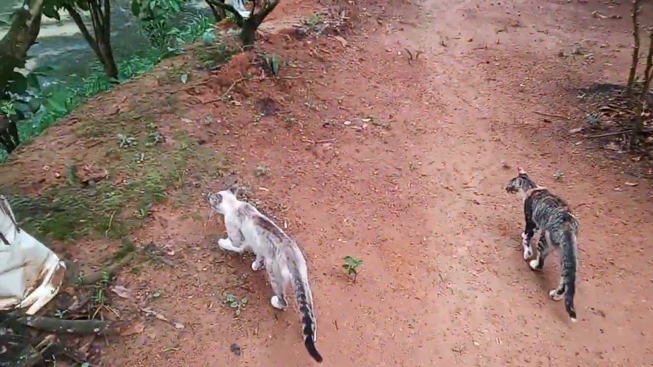 26  mais um dia de xuva  linda   e os gatos de fevereiro de 2026