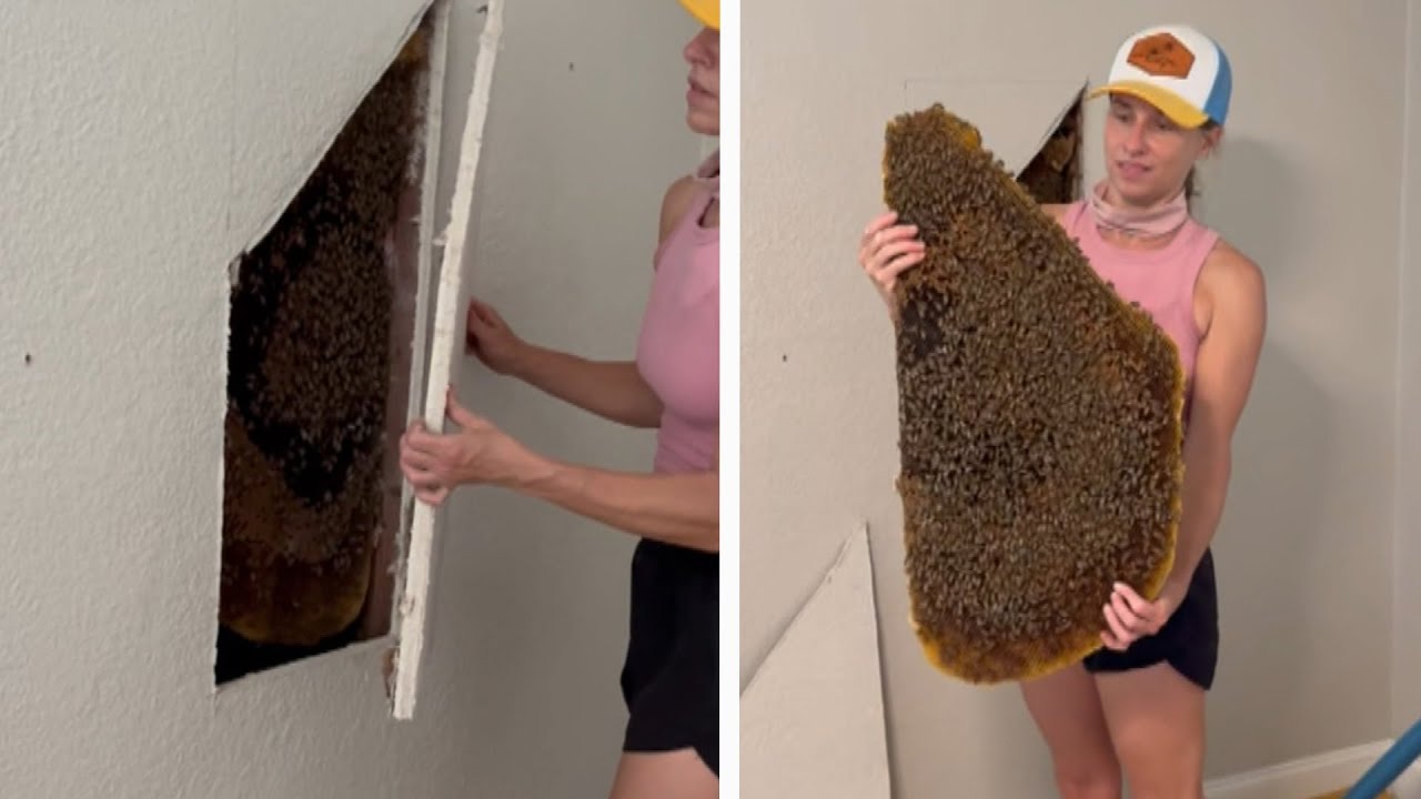 Tens of Thousands of Bees Discovered Behind Bedroom Wall