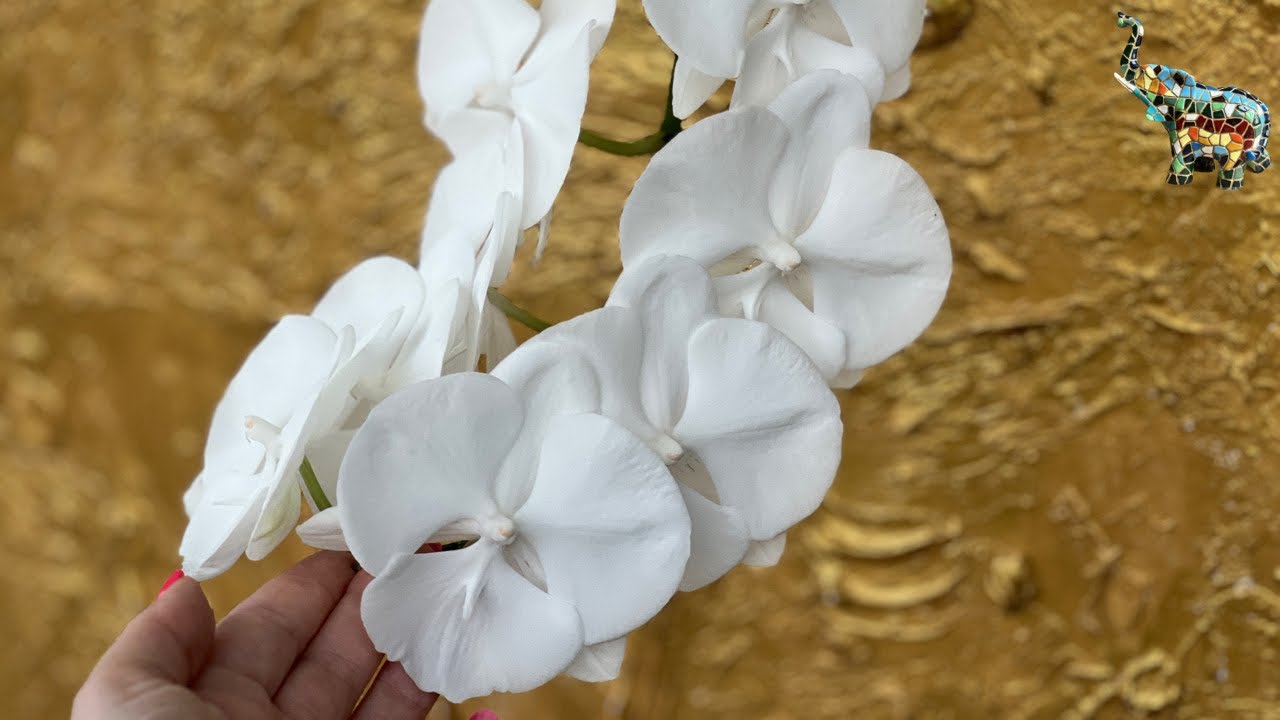 Исправляю ошибки в посадке орхидеи miki Charming Crystal Water #phal #орхомания #уходзаорхидеями