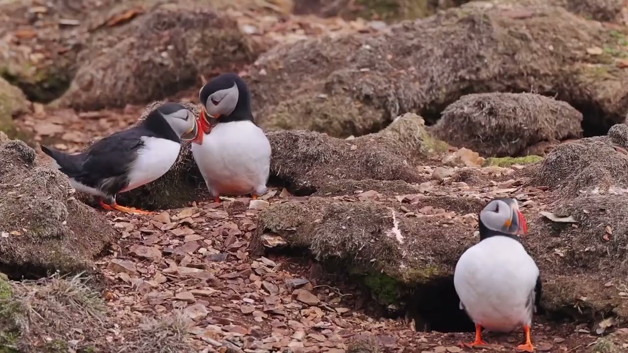 Cutest Puffins Ever/Cadlma #puffins #puffinbirds #birds #bird #birdtrend #animals #cuteanimals